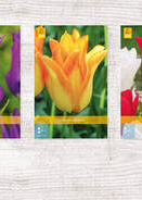 X  350 TULPEN LELIEBLOEMIG 11/12