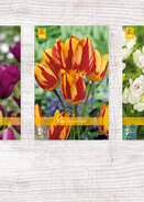 X  350 TULPEN MEERBLOEMIG 11/12