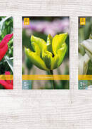 X  350 TULPEN VIRIDIFLORA 11/12
