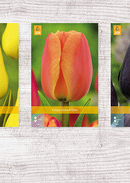 X  200 TULPEN JUMBO 14/+