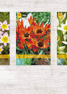 X  500 TULPEN BOTANISCH / SPECIES 6/+