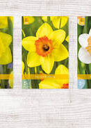 X  200 NARCISSEN 12/14
