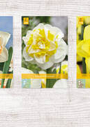 X  200 NARCISSEN DUBBEL  12/14