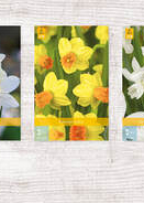 X  300 NARCISSEN BOTANISCH 10/12