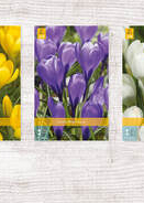 X  1000 CROCUS GROOTBLOEMIG 8/9