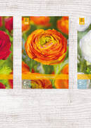 X  750 RANUNCULUS PIOENBLOEMIG NJ 6/7