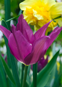 X 100 TULIPA PURPLE DREAM 12/+