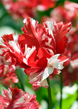 X 100 TULIPA ESTELLA RIJNVELD 12/+