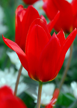 X 100 TULIPA PRINCEPS 12/+