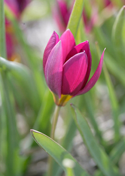 X 100 TULIPA PULCH. VIOLACEA GEEL HART 5/6