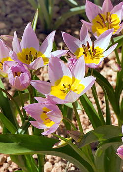 X 100 TULIPA SAXATILIS 6/7