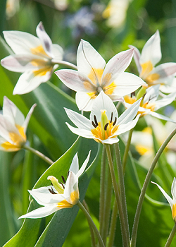 X 250 TULIPA TURKESTANICA 7/+