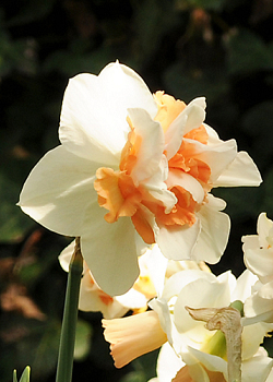 X 100 NARCISSUS MY STORY 12/14