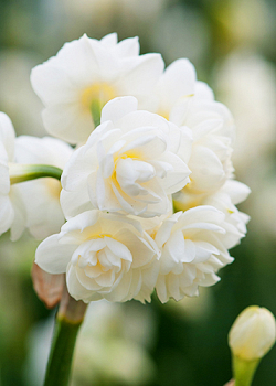 X 100 NARCISSUS CHEERFULNESS 12/14