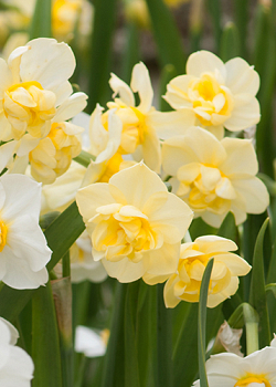 X 100 NARCISSUS YELLOW CHEERFULNESS 12/14