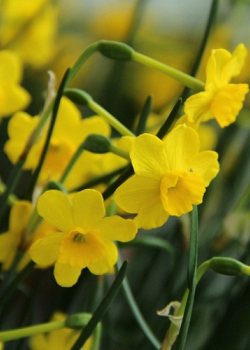 X 100 NARCISSUS MORE AND MORE 6/+