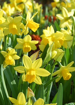X 250 NARCISSUS TÊTE-À-TÊTE 12/14