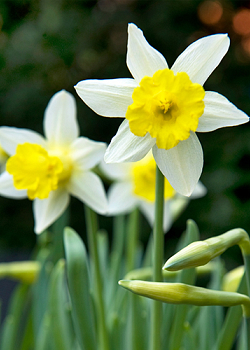 X 100 NARCISSUS TOPOLINO 10/12