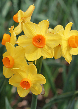 X   50 NARCISSUS GRAND SOLEIL DOR 15/17