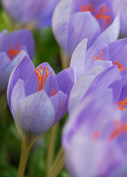 X 100 CROCUS SPECIOSUS SSP 5/+