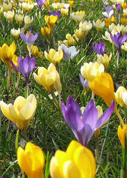 X 100 CROCUS BOTANISCH GEMENGD 5/+