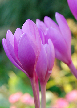 X   10 COLCHICUM AUTUMNALE 13/+