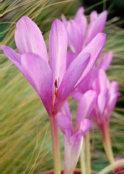 X   10 COLCHICUM GIANT 20/22