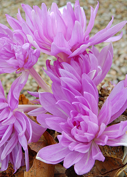 X   10 COLCHICUM WATERLILY 16/+