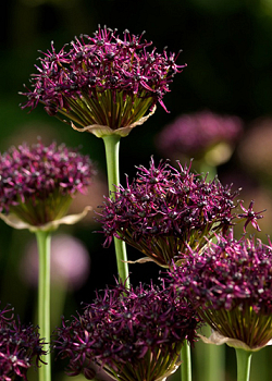 X 100 ALLIUM ATROPURPUREUM 10/+