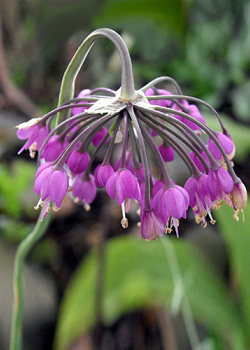 X 100 ALLIUM CERNUUM I