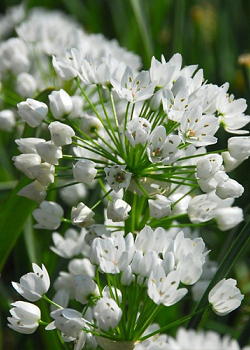 X 100 ALLIUM NEAPOLITANUM 4/+