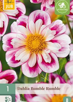 X 1 DAHLIA BUMBLE RUMBLE I