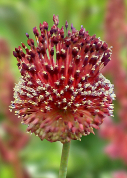 X   25 ALLIUM RED MOHICAN 10/+