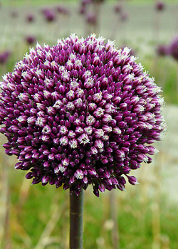 X   25 ALLIUM SUMMER DRUMMER 12/+