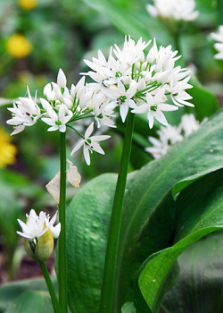 X 100 ALLIUM URSINUM I