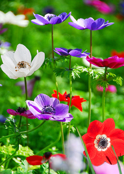 X 100 ANEMONE CORONARIA DE CAEN GEMENGD 5/6