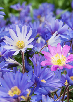 X 250 ANEMONE SPECIES BLANDA GEMENGD 5/+