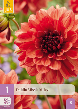 X 1 DAHLIA MISSIS MILEY I