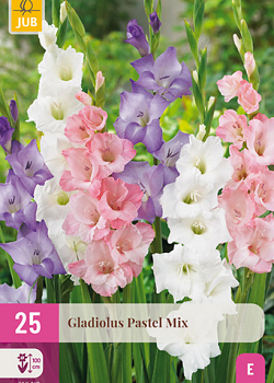 X 25 GLADIOLUS PASTEL MIX 12/14