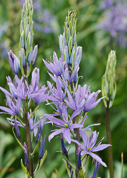 X   25 CAMASSIA LEICHTLINII CAERULEA 14/+