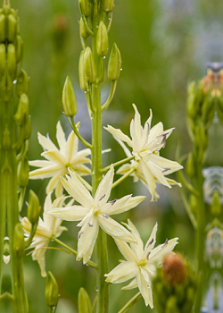 X 100 CAMASSIA LEICHTLINII SEMIPLENA 14/+