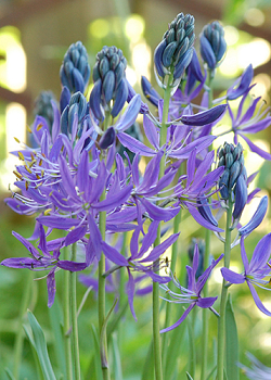 X 100 CAMASSIA QUAMASH (ESCULENTA)  6/+