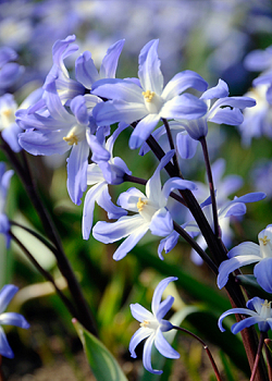 X 100 CHIONODOXA LUCILIAE 5/+