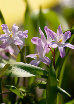 X 250 CHIONODOXA PINK GIANT 5/6