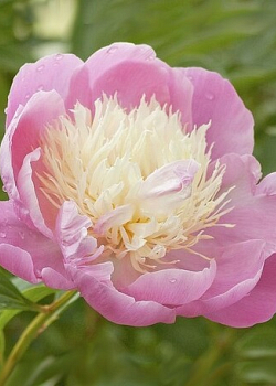 X 10 PAEONIA BOWL OF BEAUTY 2/3