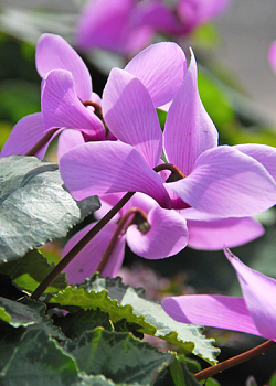 X   25 CYCLAMEN CILICIUM 13/15