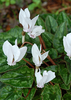 X   25 CYCLAMEN HEDERIFOLIUM ALBUM 10/+