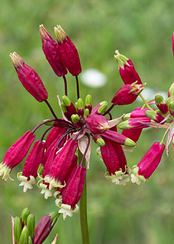 X 100 DICHELOSTEMMA IDA-MAIA 5/+