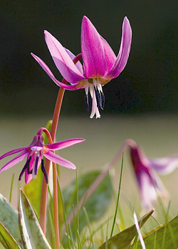 X   50 ERYTHRONIUM DENS-CANIS GEMENGD I
