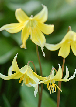 X   50 ERYTHRONIUM PAGODA I